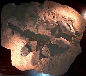 Protoceratops nest