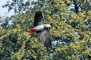 Psittacus erithacus -flying-8a.jpg