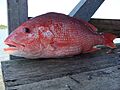 Red Snapper.jpg