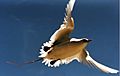 Red tailed tropic bird