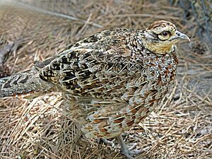 Reeve's Pheasant female RWD.jpg