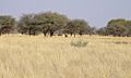 Savannah near Kuruman