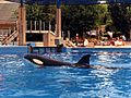 SeaWorld Ohio 1999 Shamu