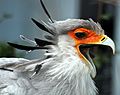 Secretary Bird with open beak