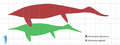 Shonisaurus scale mmartyniuk