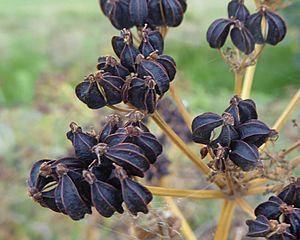 Smyrnium olusatrum carpophore