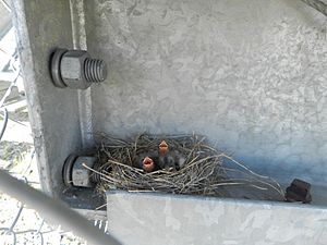 Snow bunting chicks 02