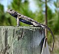 Southern Fence Lizard