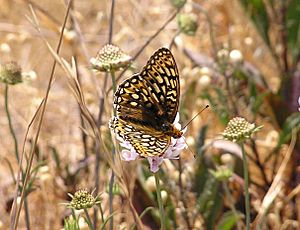 Speyeria callippe callippe.jpg