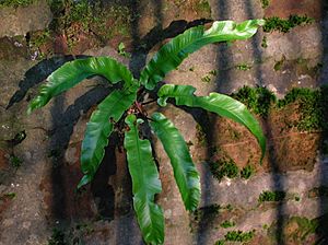 Spiers harts tongue fern