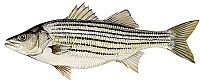 Striped Bass 2.jpg