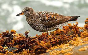 Surfbird-26MAR2016