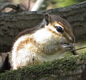 Tamias sibiricus (eating a4)