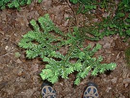 Taxus canadensis, Pancake Bay