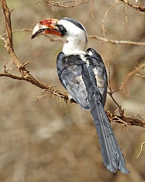 Tockus deckeni (male) -Kenya-8.jpg