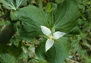 Trillium flexipes.jpg