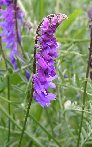 Tufted vetch close 800.jpg