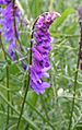 Tufted vetch close 800