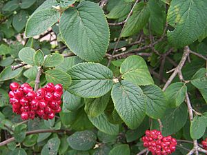 Viburnum lantana a1.jpg