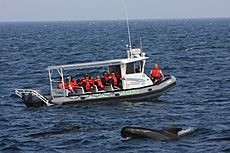 Whale-Watching Cape Breton