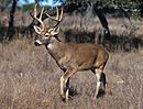 White-tailed deer.jpg