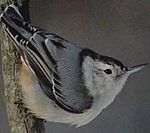 WhitebreastedNuthatch23