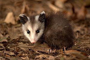 Young Virginia Opossum.jpg