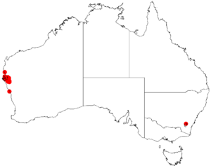 Acacia drepanophyllaDistMap308.png