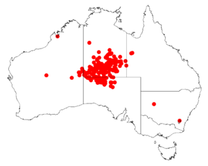 Acacia estrophiolataDistMap336.png