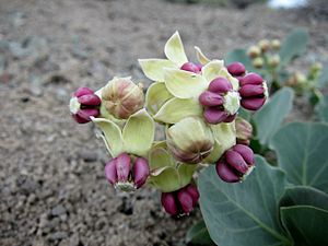 Asclepias cryptoceras.jpg