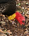 Australian Brush-turkey head