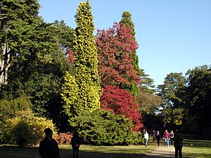 Autumn.scene.at.westonbirt.arp.jpg