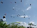 Bali Kite Festival (Padang Galak)