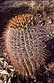 Barrel cactus