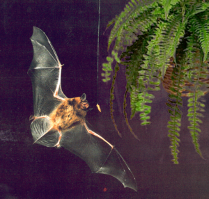 Bat flying at night