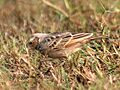 Bengal bushlark 2