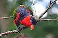 Blackcappedlorikeet