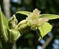 Carya tomentosa female flower