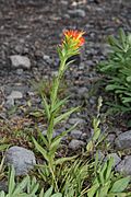 Castilleja suksdorfii 5912.JPG