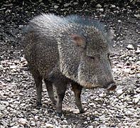 Catagonus wagneri closeup