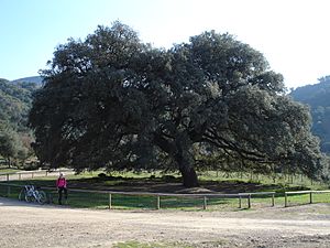 ChaparroDeLaVega