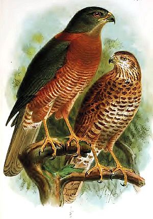 Christmas Island Goshawk.jpg