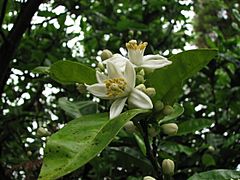 Citrus natsudaidai Melanose