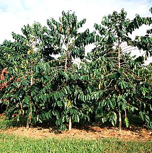 Coffee trees