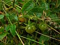 Currant tomato.jpg