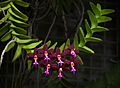 Dark purple Trichoglottis (70213s)c