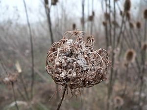 Daucus carota seed pod