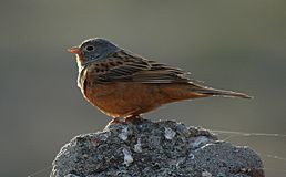 Emberiza caesia.jpg