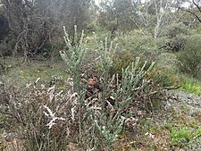 Eremophila glabra South Coast (habit)