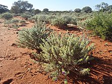 Eremophila mackinlayi spathulata (habit)